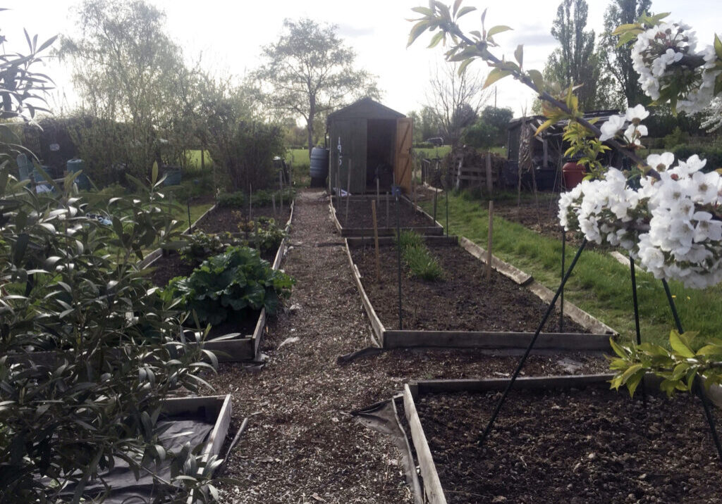 Dukes Meadows Allotlemnts in Chiswick - as featured in Dirty Money Terrible People by Calum Kerr